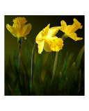 Daffodil