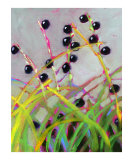 Liriope