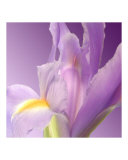 Abstract Iris