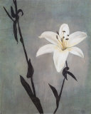 Lily on Grey