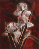 Glowing Iris
