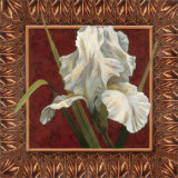 Iris in Red and Gold