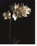 Orchid Study I