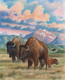 Bison