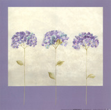 Hydrangea