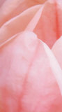 Pink Tulip I