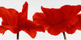 Red III
