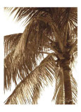 Palm Tree II