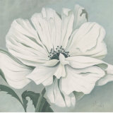 White Poppy