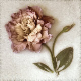 Sand Lisianthus