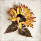 Sand Sunflower