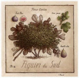 Figuier du Sud