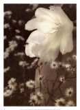 Glowing Tulip I