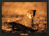 Guepard