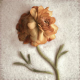 Sand Ranunculus