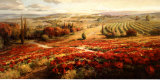 Red Poppy Panorama