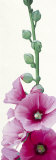 Pink Hollyhock II