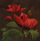 Vibrant Red Poppies II