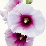 White Hollyhock I