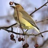 Cedar Waxwing Tosses Up a Fruit from a Flowering Crab Tree at the Town Hall