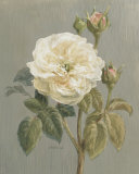 Heirloom White Rose