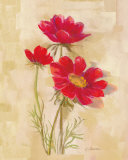 Spicy Red Cosmos