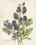 July Delphinium