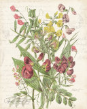 April Sweet Pea