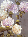 Hortensia Lila