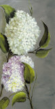 Hortensia Ideal II