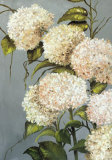 Hortensia Beige