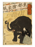 Imported Elephant