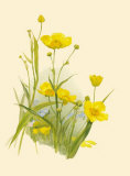 Ranunculus Lingua