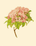 Kalmia Latifolia