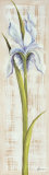 Flor Alargada I