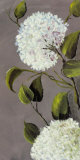 Hortensia Ideal I