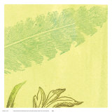 Feather Leaf