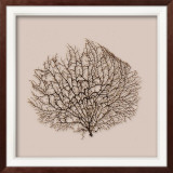 Sea Fan on Linen I
