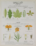 Plants and Leaves Teaching Chart