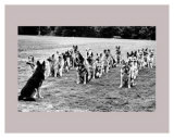 Police Dogs on Parade