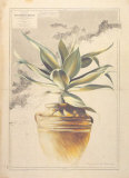 Les Pots de Terrasse I