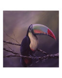 Toucan