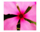 Pink Plant