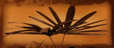 Sepia Palms II