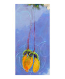 Maple Seeds 2