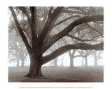 Oak Grove in Fog