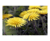 Yellow Dandelions