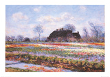 Tulip Fields at Sasenheim