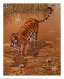 Tiger at the Edge of Night