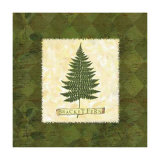 Bracket Fern